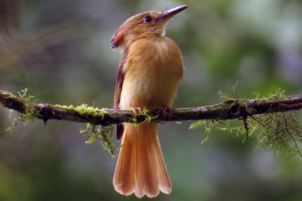 Importancia Biológica